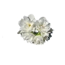 Jasmin