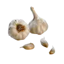 Knoblauch