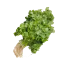Koriander