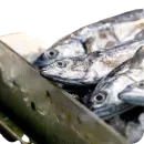 Sardelle