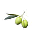 Grüne Olive