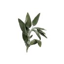 Salbei