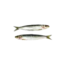 Sardinen