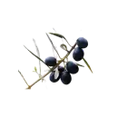Schwarze Olive